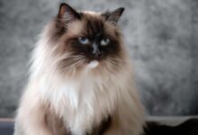 Best 10 Indoor Cats