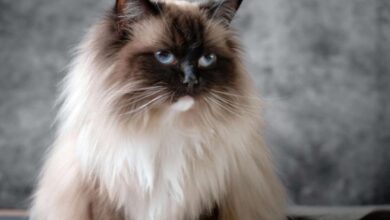 Best 10 Indoor Cats