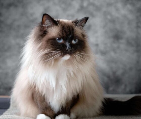 Best 10 Indoor Cats