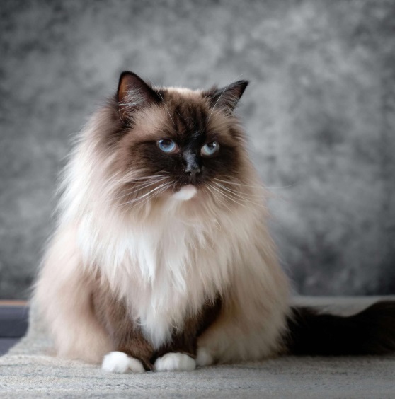 Best 10 Indoor Cats
