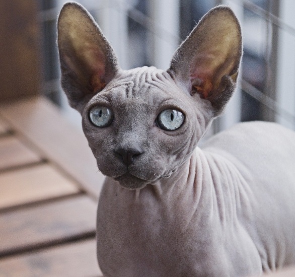 Best 10 Indoor Cats