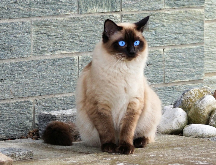 Best 10 Indoor Cats