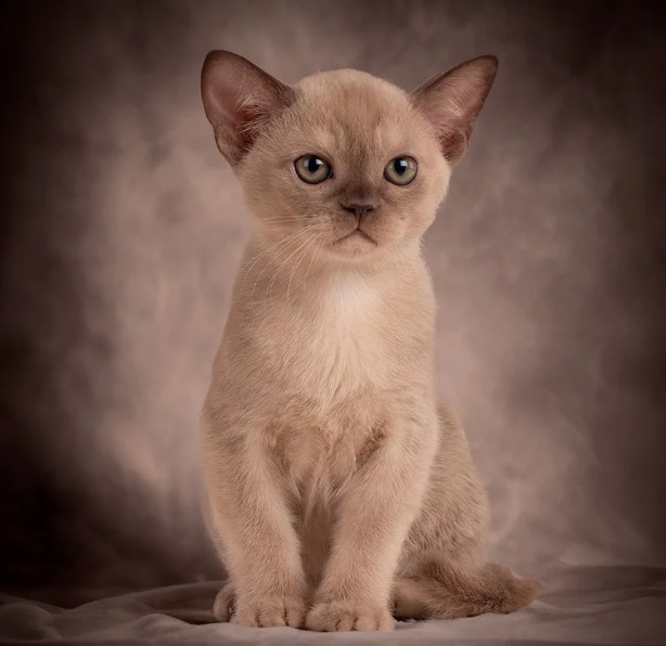 Best 10 Indoor Cats