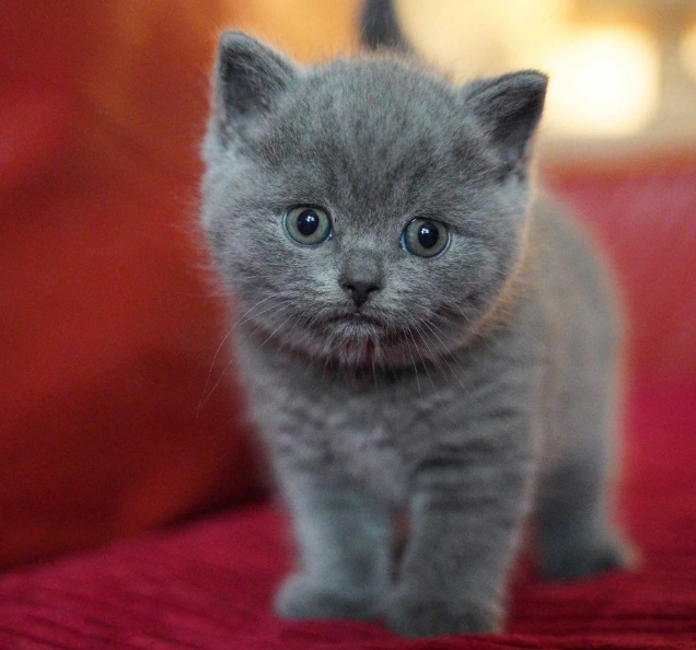 Best 10 Indoor Cats