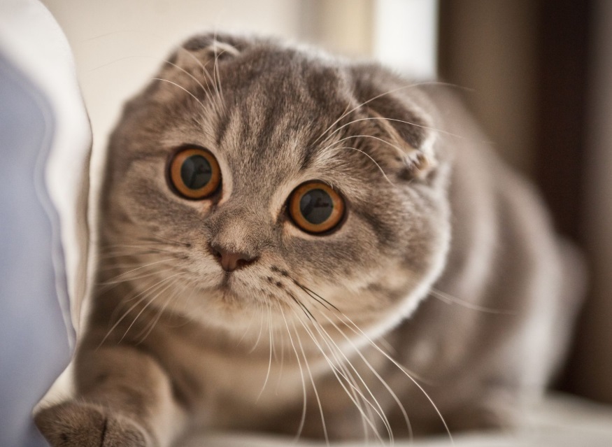 Best 10 Indoor Cats