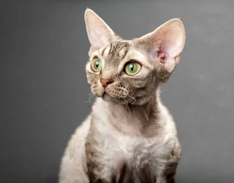 Best 10 Indoor Cats