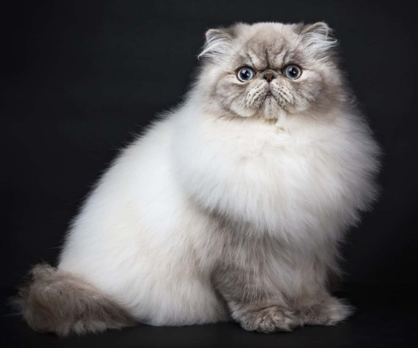 Best 10 Indoor Cats