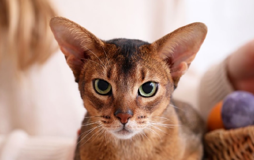 Best 10 Indoor Cats