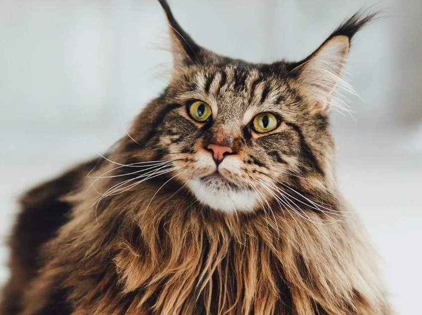 Best 10 Indoor Cats