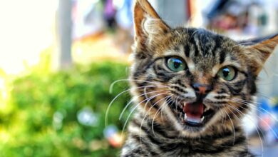 Cat Health Problems