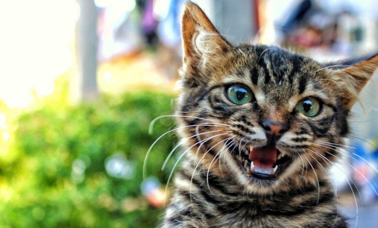 4 Key Cat Health Problems Every New Parent Should Be Aware