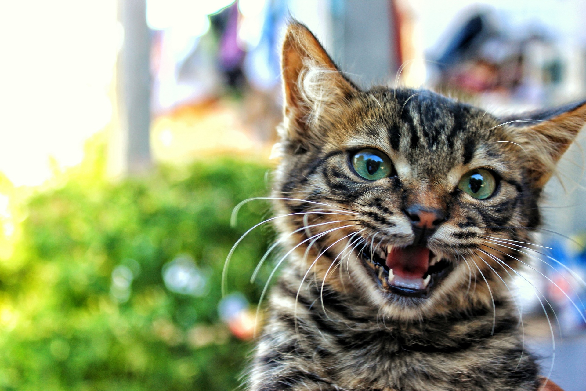 Cat Health Problems