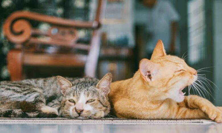 Cat Illnesses