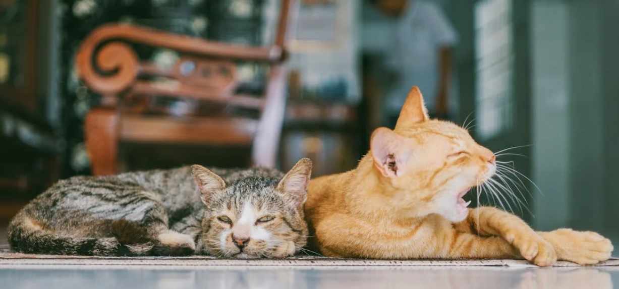 Cat Illnesses
