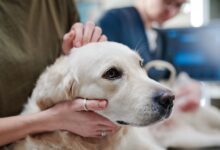 Best Flea and Tick Treatments for Dogs