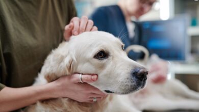 Best Flea and Tick Treatments for Dogs