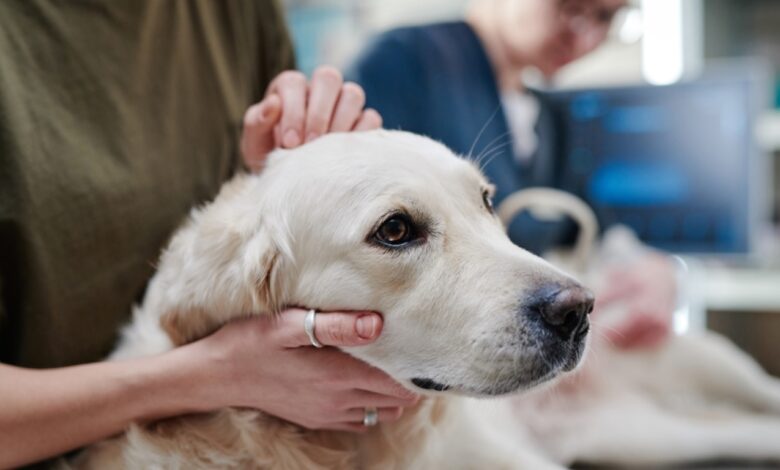 Best Flea and Tick Treatments for Dogs