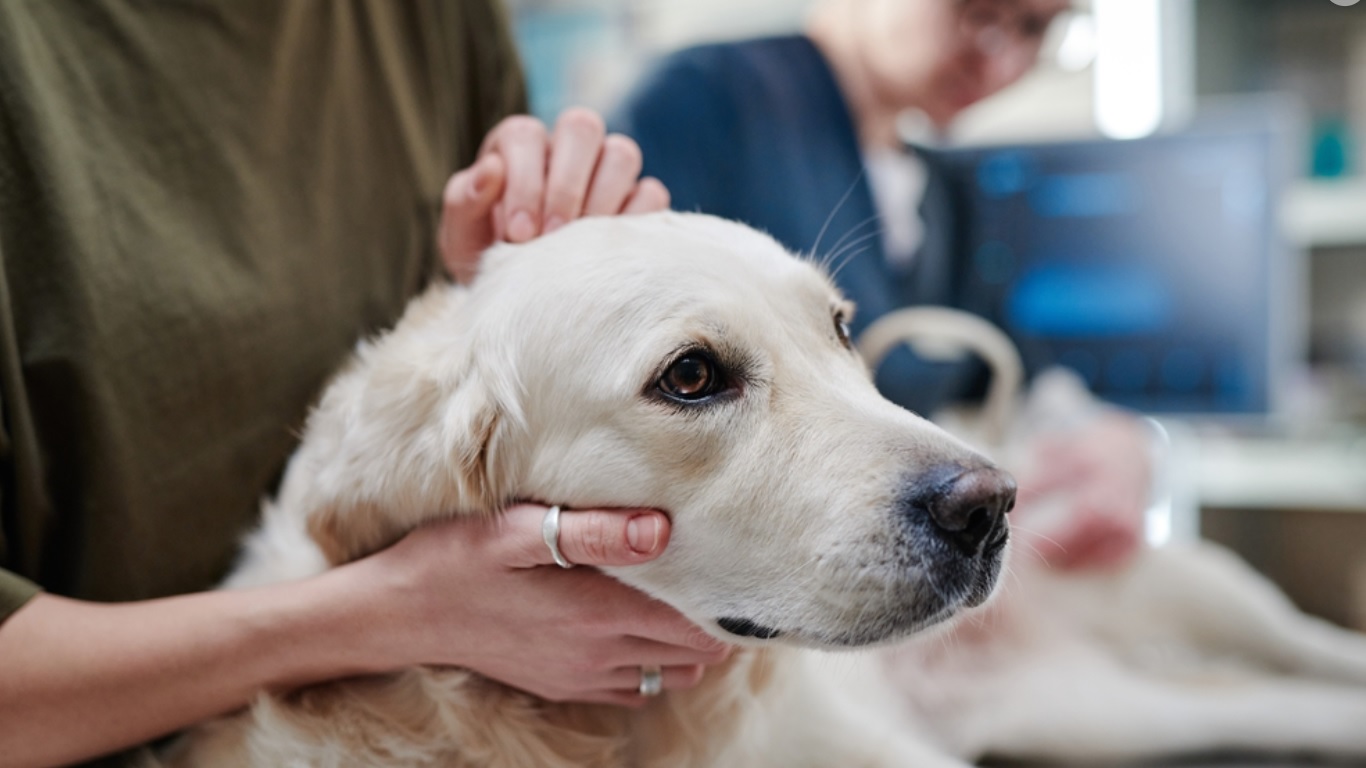 Best Flea and Tick Treatments for Dogs