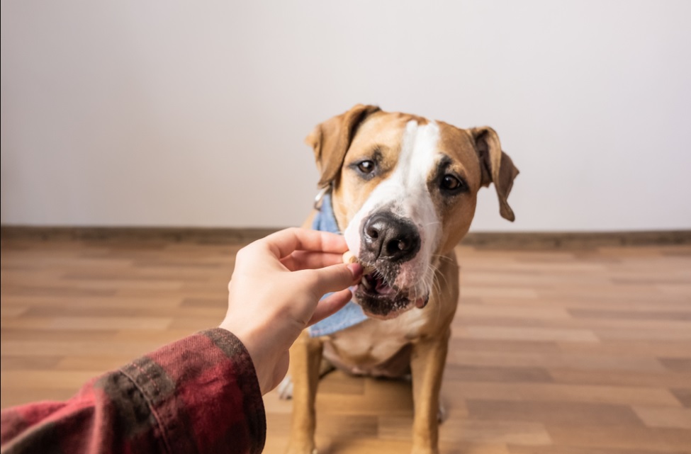 Best Flea and Tick Treatments for Dogs