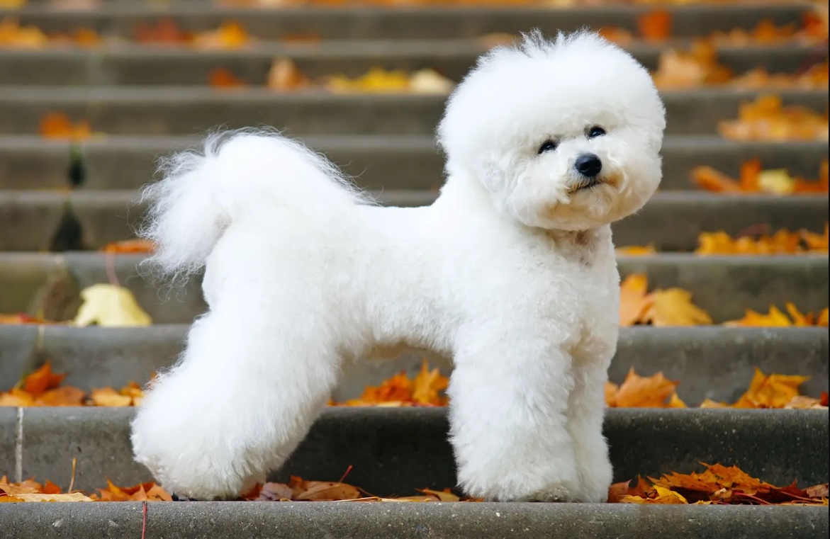 Best 10 Smallest Dogs Suitable for Living in an Apartment