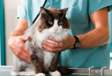 Cat Health Problems