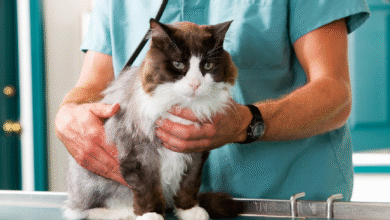 Cat Health Problems