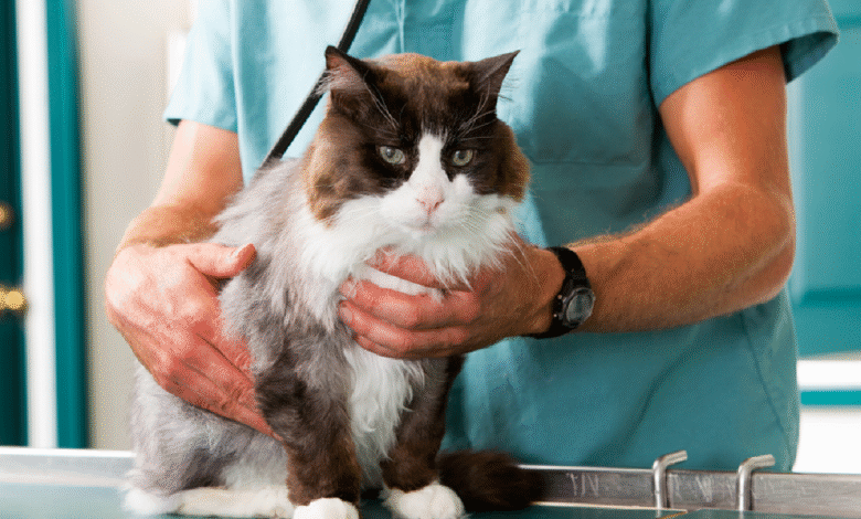 Cat Health Problems