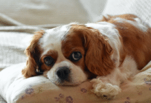 Best 10 Smallest Dogs Suitable for Living in an Apartment