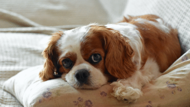 Best 10 Smallest Dogs Suitable for Living in an Apartment