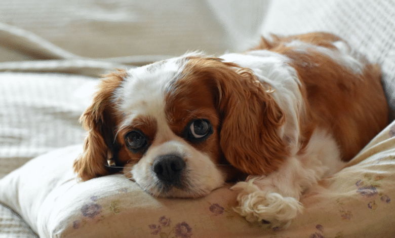 Best 10 Smallest Dogs Suitable for Living in an Apartment
