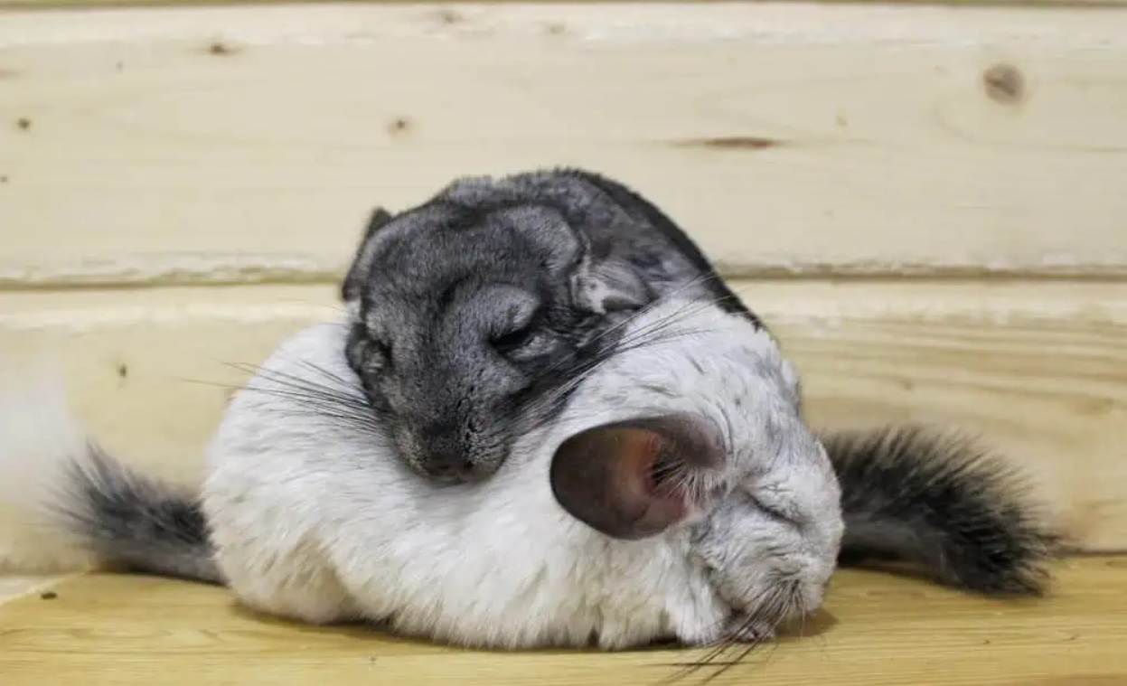 Pets That Stay Awake 