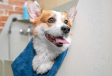 Choosing the Right Pet