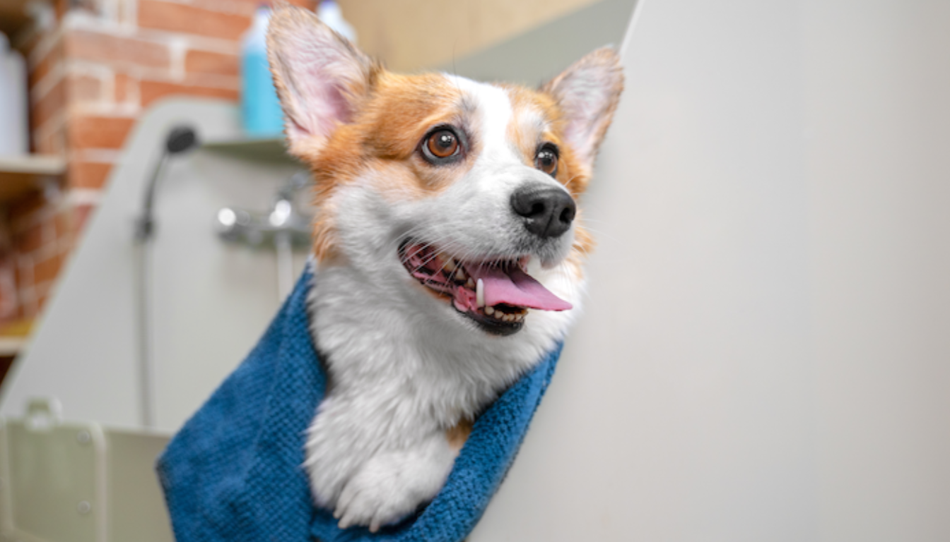 Choosing the Right Pet