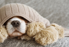 Cold Symptoms in Dogs at Home