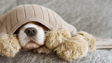 Cold Symptoms in Dogs at Home