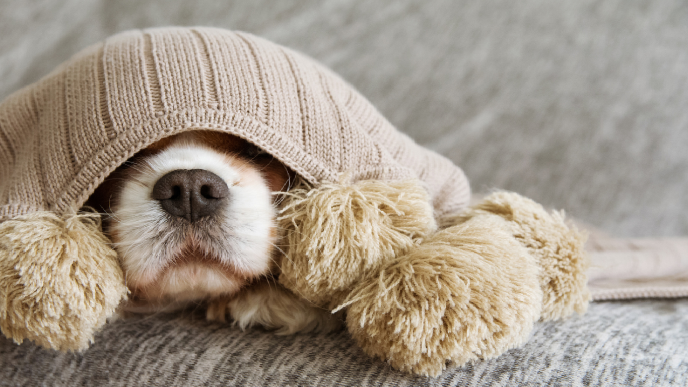 Cold Symptoms in Dogs at Home