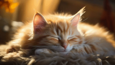 Common Cat Illnesses