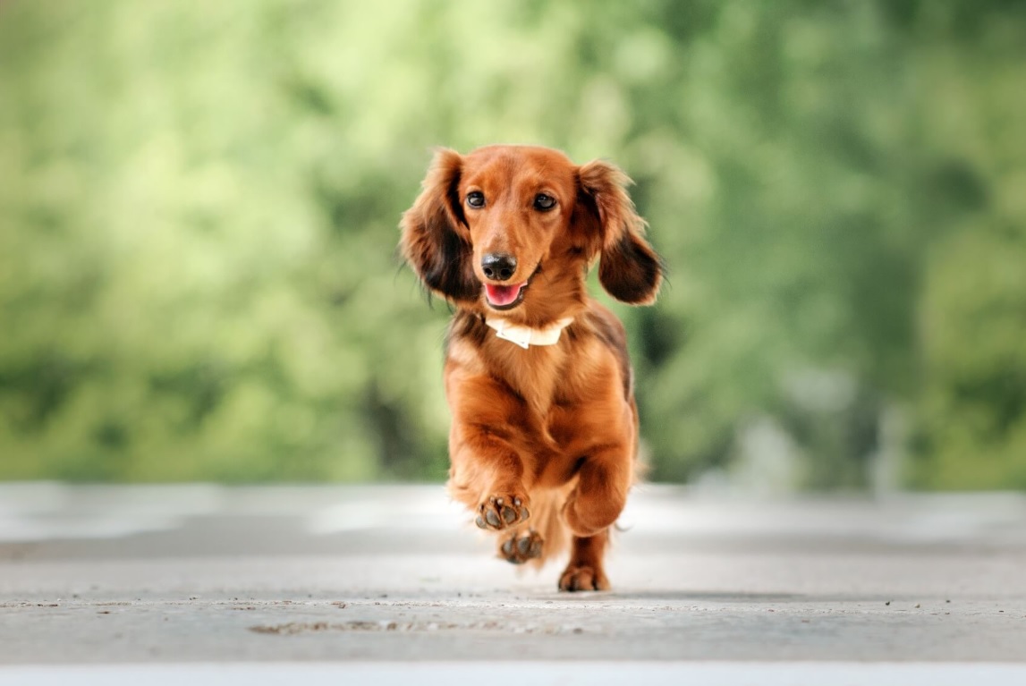 Best 10 Smallest Dogs Suitable for Living in an Apartment