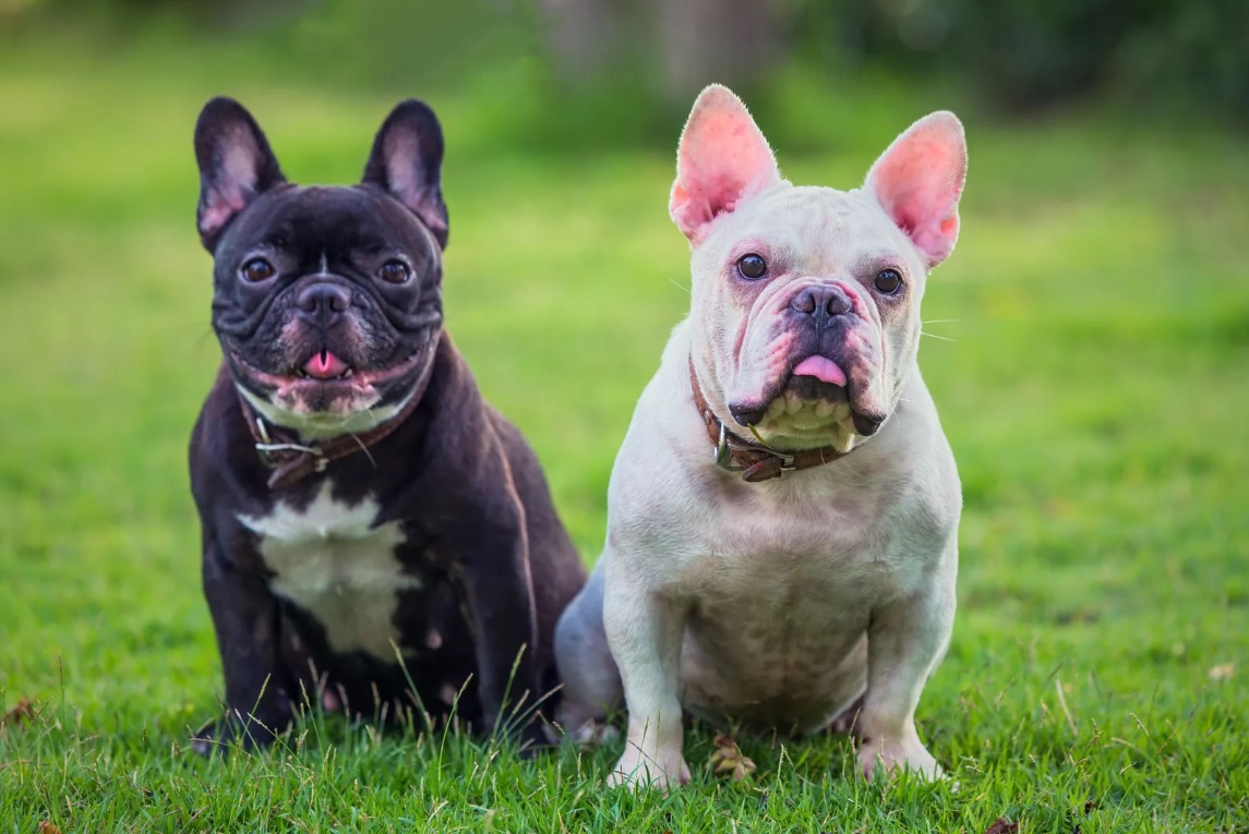 Best 10 Smallest Dogs Suitable for Living in an Apartment