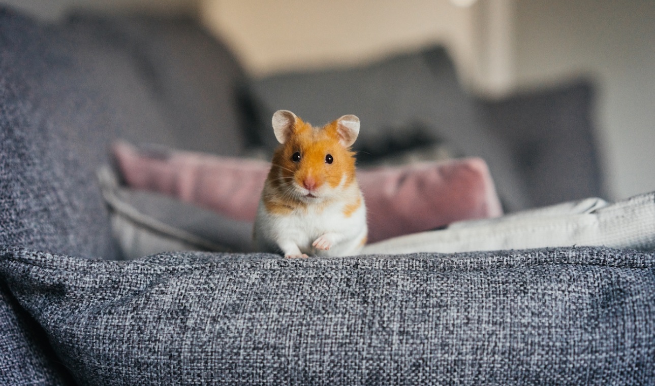 Pets That Stay Awake 