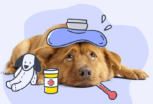 How to Tell if a Dog Is Sick