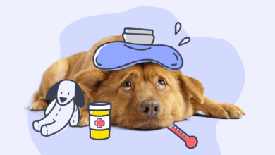 How to Tell if a Dog Is Sick