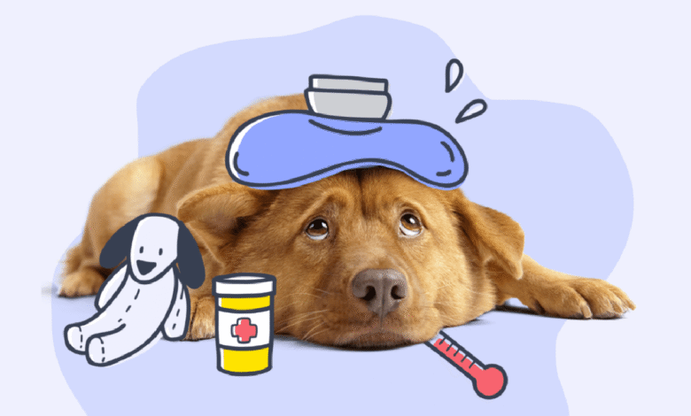 How to Tell if a Dog Is Sick