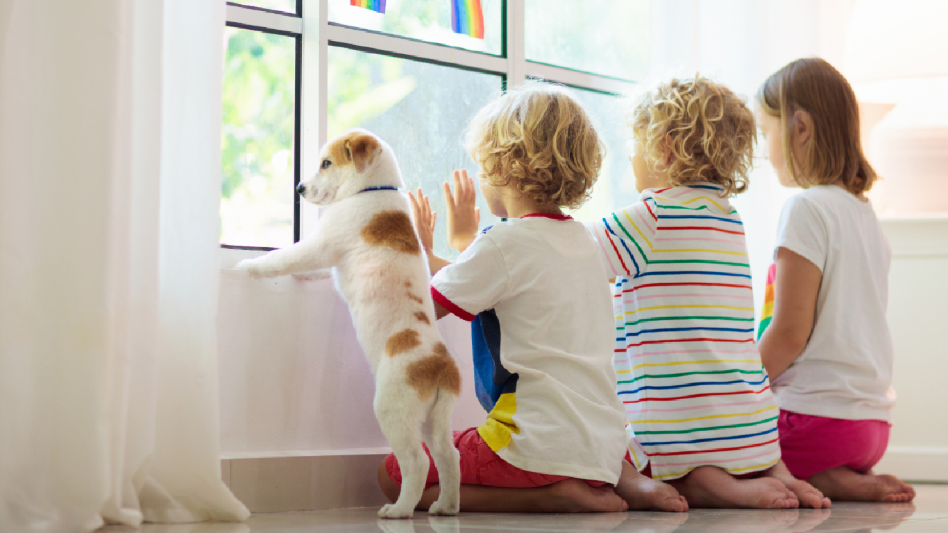 Impact of Classroom Pets