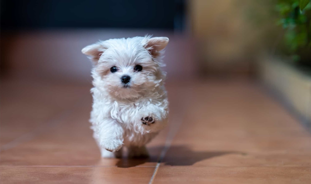 Best 10 Smallest Dogs Suitable for Living in an Apartment