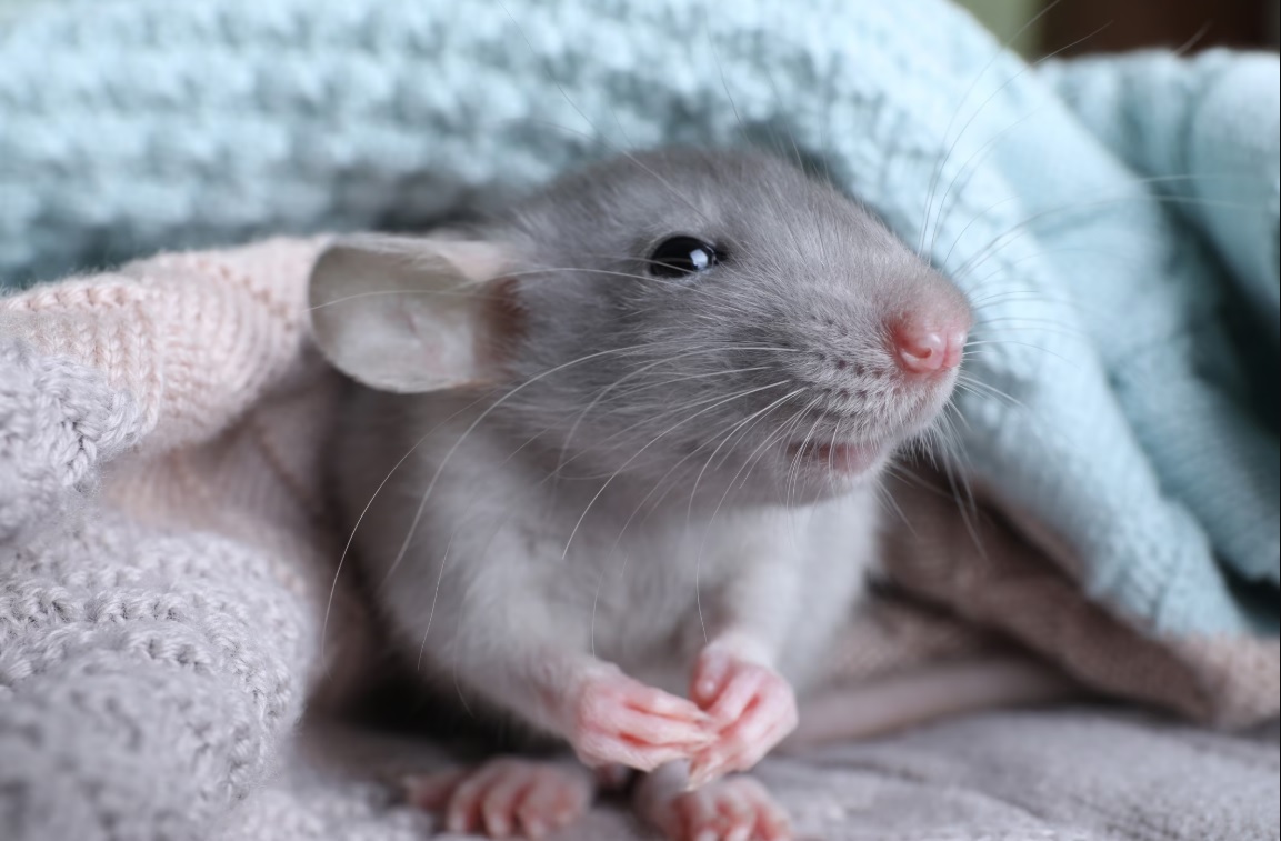 Pets That Stay Awake 