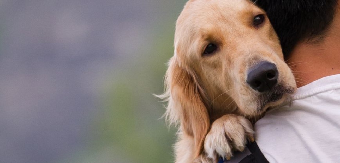 Natural Pet Wellness Tips