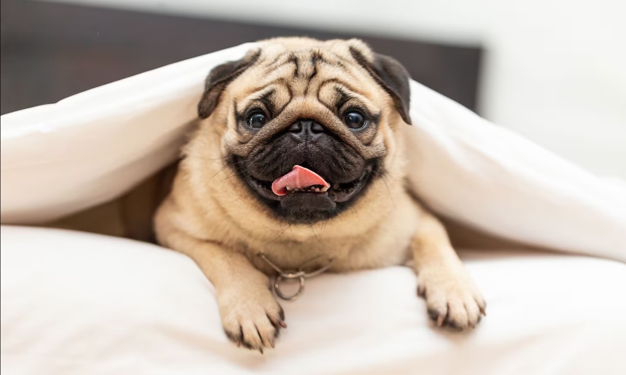 Best 10 Smallest Dogs Suitable for Living in an Apartment