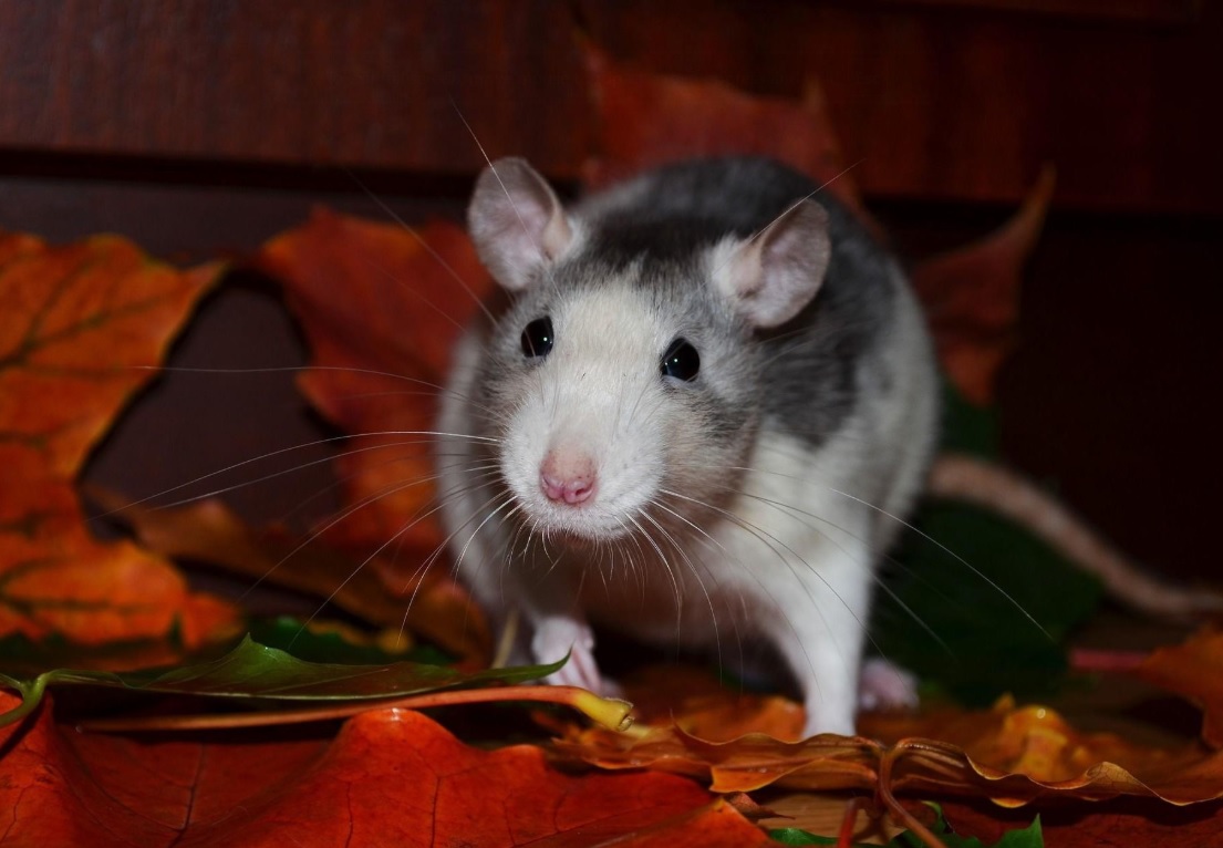 Pets That Stay Awake 