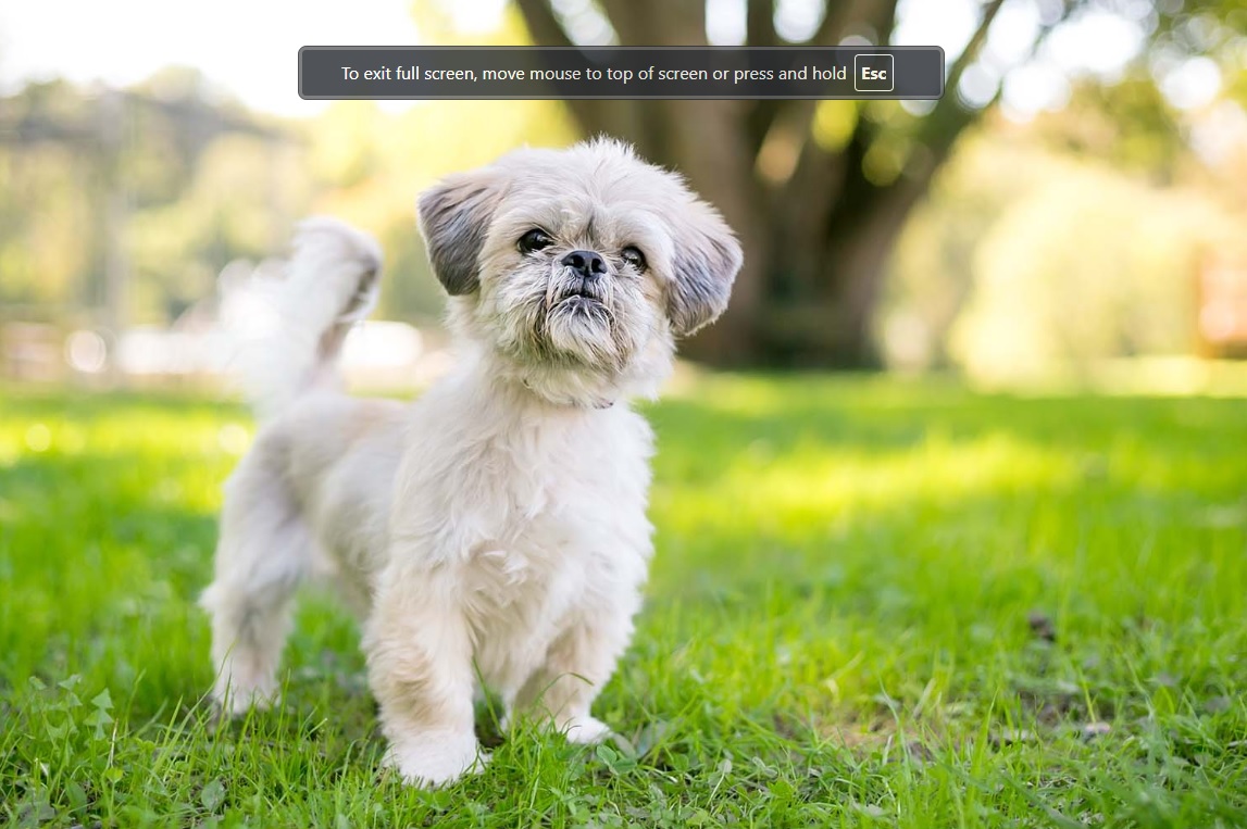 Best 10 Smallest Dogs Suitable for Living in an Apartment